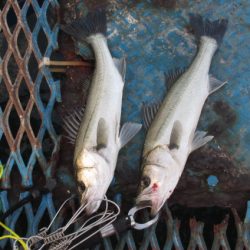 オリジナルメーカー海づり公園(市原市海づり施設) 釣果