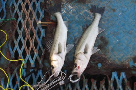 オリジナルメーカー海づり公園(市原市海づり施設) 釣果