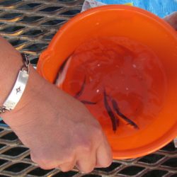 オリジナルメーカー海づり公園(市原市海づり施設) 釣果