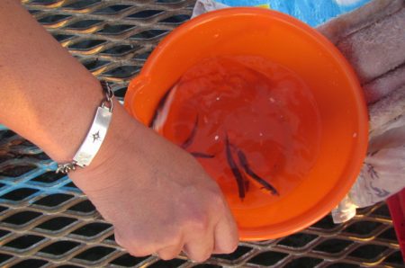 オリジナルメーカー海づり公園(市原市海づり施設) 釣果