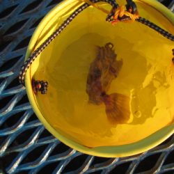 オリジナルメーカー海づり公園(市原市海づり施設) 釣果