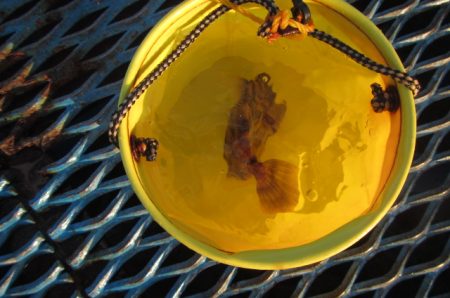 オリジナルメーカー海づり公園(市原市海づり施設) 釣果