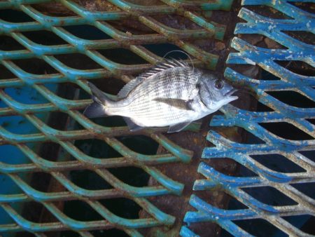 オリジナルメーカー海づり公園(市原市海づり施設) 釣果