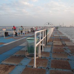 オリジナルメーカー海づり公園(市原市海づり施設) 釣果