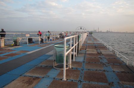 オリジナルメーカー海づり公園(市原市海づり施設) 釣果