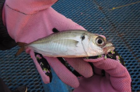 オリジナルメーカー海づり公園(市原市海づり…