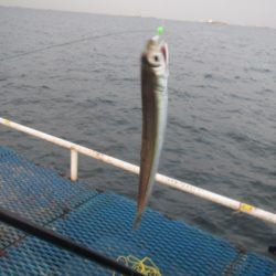 オリジナルメーカー海づり公園(市原市海づり施設) 釣果