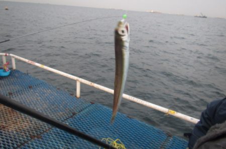 オリジナルメーカー海づり公園(市原市海づり施設) 釣果