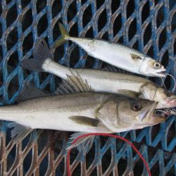 オリジナルメーカー海づり公園(市原市海づり施設) 釣果