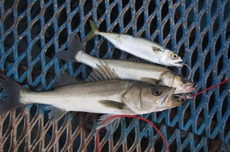 オリジナルメーカー海づり公園(市原市海づり施設) 釣果