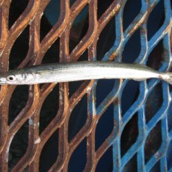 オリジナルメーカー海づり公園(市原市海づり施設) 釣果