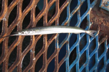 オリジナルメーカー海づり公園(市原市海づり施設) 釣果