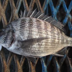 オリジナルメーカー海づり公園(市原市海づり施設) 釣果