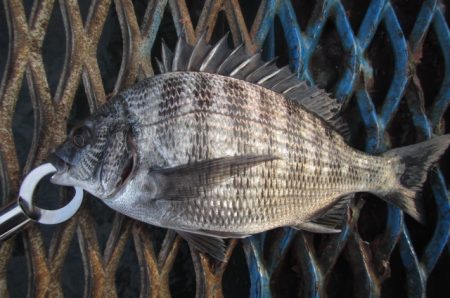 オリジナルメーカー海づり公園(市原市海づり施設) 釣果