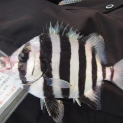 オリジナルメーカー海づり公園(市原市海づり施設) 釣果