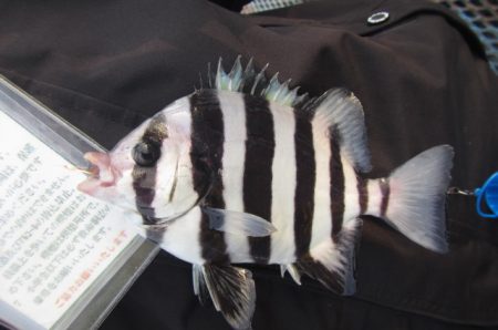 オリジナルメーカー海づり公園(市原市海づり施設) 釣果