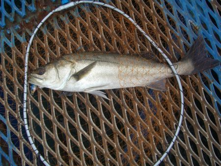 オリジナルメーカー海づり公園(市原市海づり施設) 釣果