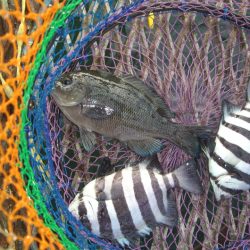 オリジナルメーカー海づり公園(市原市海づり施設) 釣果