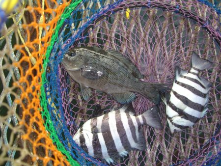 オリジナルメーカー海づり公園(市原市海づり施設) 釣果