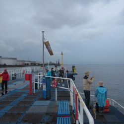 オリジナルメーカー海づり公園(市原市海づり施設) 釣果
