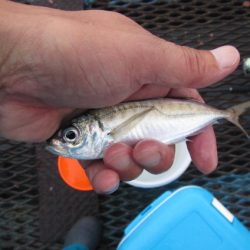 オリジナルメーカー海づり公園(市原市海づり施設) 釣果