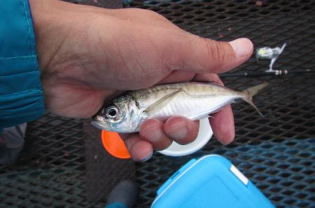 オリジナルメーカー海づり公園(市原市海づり施設) 釣果