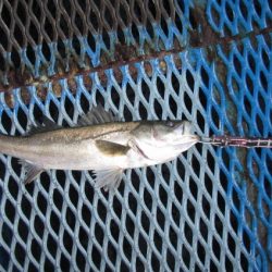 オリジナルメーカー海づり公園(市原市海づり施設) 釣果