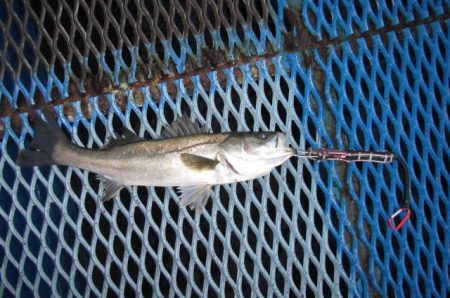 オリジナルメーカー海づり公園(市原市海づり施設) 釣果