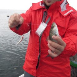 オリジナルメーカー海づり公園(市原市海づり施設) 釣果