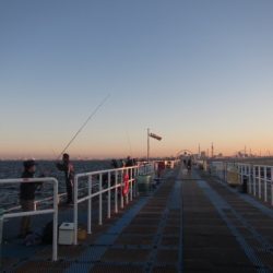 オリジナルメーカー海づり公園(市原市海づり施設) 釣果