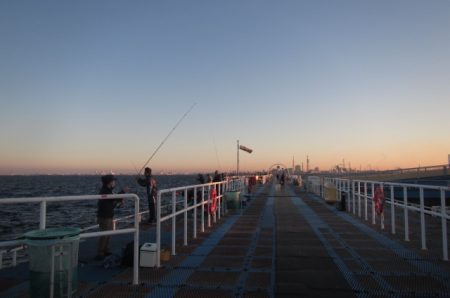 オリジナルメーカー海づり公園(市原市海づり施設) 釣果