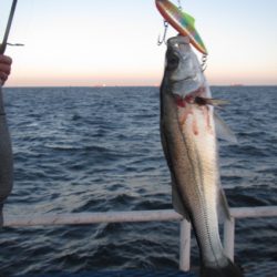 オリジナルメーカー海づり公園(市原市海づり施設) 釣果