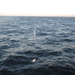 オリジナルメーカー海づり公園(市原市海づり施設) 釣果