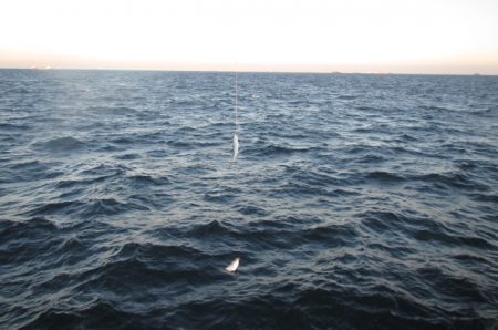 オリジナルメーカー海づり公園(市原市海づり施設) 釣果