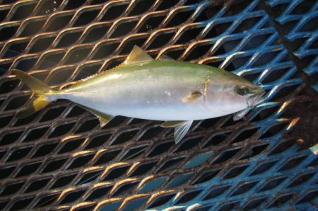 オリジナルメーカー海づり公園(市原市海づり施設) 釣果
