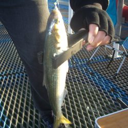 オリジナルメーカー海づり公園(市原市海づり施設) 釣果