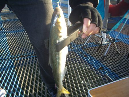 オリジナルメーカー海づり公園(市原市海づり施設) 釣果