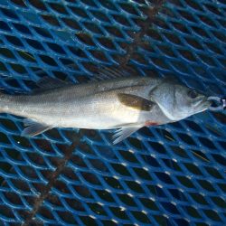 オリジナルメーカー海づり公園(市原市海づり施設) 釣果