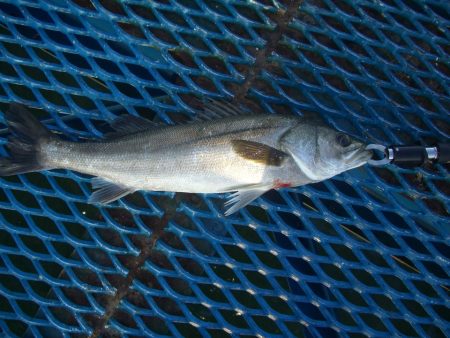 オリジナルメーカー海づり公園(市原市海づり施設) 釣果