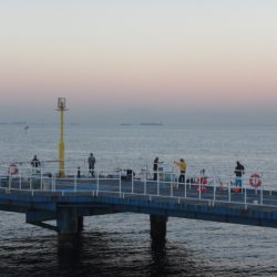 オリジナルメーカー海づり公園(市原市海づり施設) 釣果