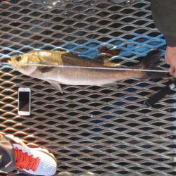 オリジナルメーカー海づり公園(市原市海づり施設) 釣果