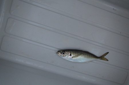 オリジナルメーカー海づり公園(市原市海づり施設) 釣果