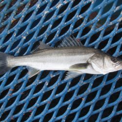 オリジナルメーカー海づり公園(市原市海づり施設) 釣果