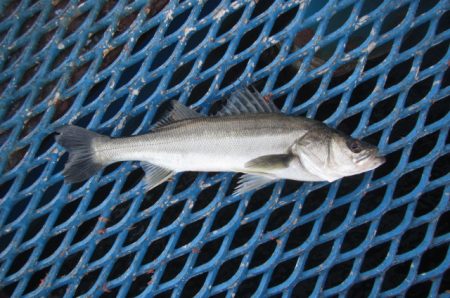 オリジナルメーカー海づり公園(市原市海づり施設) 釣果