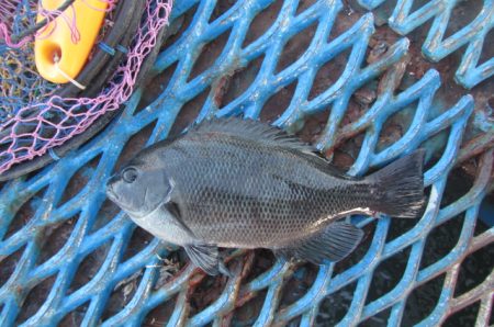 オリジナルメーカー海づり公園(市原市海づり施設) 釣果