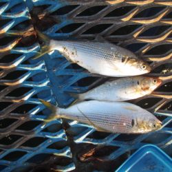 オリジナルメーカー海づり公園(市原市海づり施設) 釣果