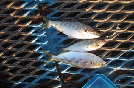 オリジナルメーカー海づり公園(市原市海づり施設) 釣果