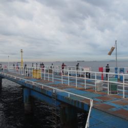 オリジナルメーカー海づり公園(市原市海づり施設) 釣果