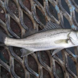 オリジナルメーカー海づり公園(市原市海づり施設) 釣果