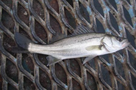 オリジナルメーカー海づり公園(市原市海づり施設) 釣果